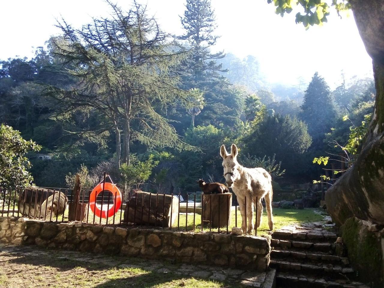 Quinta Do Castanheiro Hotel Sintra Kültér fotó